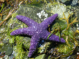 http://www.seastars.ca/vimages/purple_pisaster.jpg
